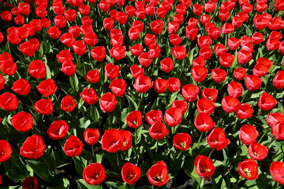 A dense field of vibrant red tulips with open petals revealing dark centers, supported by green leaves and stems. The tulips are uniformly arranged in a garden bed, bathed in bright natural sunlight, 
