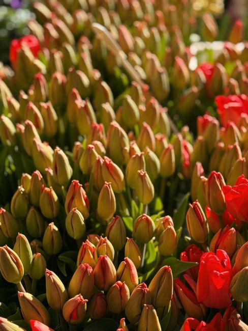 A dense cluster of tulip buds in shades of pink and cream, tightly packed together in a garden bed, with some fully opened red tulips visible on the right. The flowers are in early bloom, displaying s