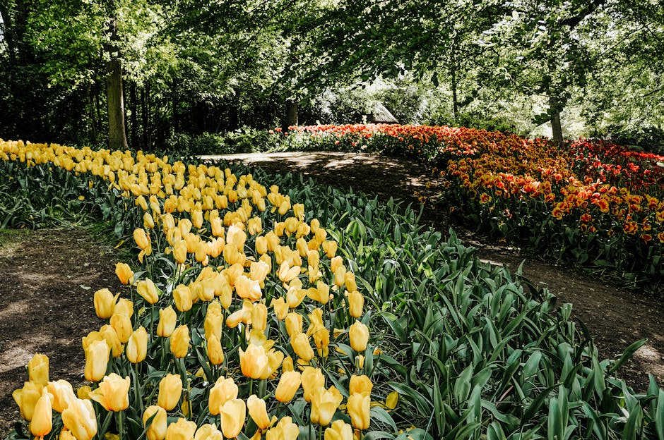 A lush garden scene featuring a curved flower bed filled with vibrant yellow tulips in the foreground, arranged in neat rows with healthy green stems and leaves. Behind them, there are patches of red