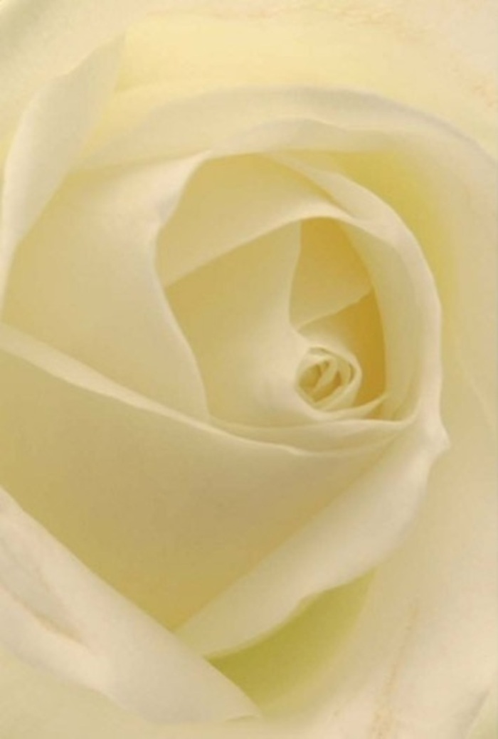 Seen through the discerning eye of a local florist, this intimately framed white rose draws in the gaze with its layered softness and serene complexity-a floral portrait reflecting the sophisticated calm of Holland Park. The bloom's structure is flawless, its slender outer petals whisperingly translucent and nestled in a gentle embrace, their creamy-white tones moving inward to a perfectly spiraled, resilient core. Natural light filters across each petal, lending an impression as if the rose itself is lit from within, much like the luminous urban gardens found nearby. This composition speaks of composure and quiet luxury-an ideal selection for wedding centrepieces, an elegant apology, or tokens of enduring affection. The subtle gradations of cream to warm ivory invite a sense of peace, while faint, soft shadows play across the folds, suggesting both vulnerability and unwavering strength. Envisioning the delicate scent-pure and unassuming-one is reminded of fresh arrangements carried home from local markets and delivered with care to address moments grand or intimately personal. This rose offers a tangible reflection of heartfelt emotion, suitable for any occasion where sincerity, resilience, and natural beauty are cherished-a true hallmark of Holland Park's floral tradition.